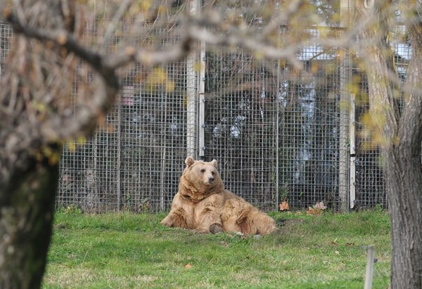 Ayılar kış uykusuna yatmadı